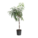 Ficus Alii Braid Plant