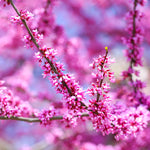 Traditional pink redbud blooms every spring.