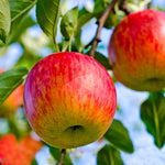 Fuji apples are large, dense and crisp.