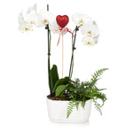 Gianna White Orchid and Fern Gift Plant