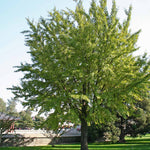 Ginkgo Trees have a lighter green foliage.