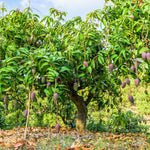 Glenn Mango trees are compact with a round canopy and are disease resistant.