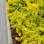 Golden Euonymous can be pruned into any shaped hedge.