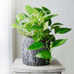 Golden Pothos is a trailing plant that can be trimmed to stay compact or left to trail. 