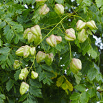 Flowers give way to papery seed pods that resemble Chinese lanterns.