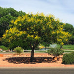 Golden Raintree is filled with yellow chain-like blossoms in early summer.