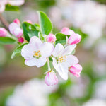  Each spring your apple tree will flower with white flowers with a touch of pink.