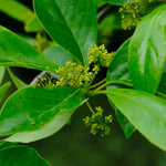 Green Gable Gum is also known for it's glossy green leaves in spring and summer.