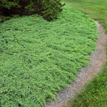 Green Mound Juniper makes a lush groundcover.
