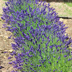 Hidcote Lavender has a rich purple blue color.