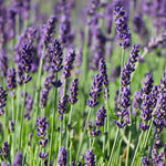 Hidcote Purple Lavender Shrub