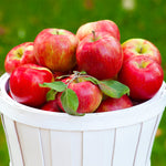 Honeycrisp apples are sweet and crisp and are medium to large sized.