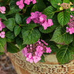 Pop Star is perfect for your patio containers.