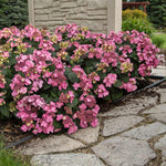 Hydrangea color will depend on your soil acidity. Changing the bloom color is easy with Espoma Pink and Espoma Blue.