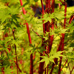 Coral Bark Japanese Maple has intense red bark.