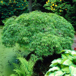Viridis is a weeping form that creates a mound of green all summer.