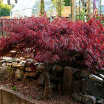 Red Select Japanese Maple is maroon in spring.