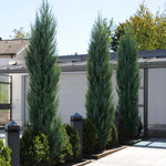 With a maximum width of 2-3 feet once mature the Skyrocket Juniper gives you height in small spaces.