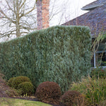 Junipers are easy to prune to more formal sizes.