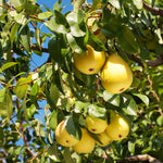Your Kieffer tree will produce fruit  in late September to October.