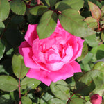 Pink Knock Out® Rose Tree
