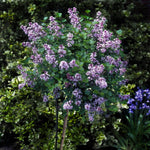 Korean Lilac Tree