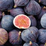 LSU fig trees produce large fruit in spring, summer and fall.