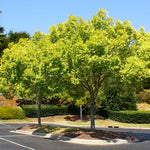 Lacebark are perfect trees for parkways and near sidewalks.
