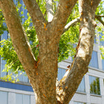 Lacebark Chinese Elm develop a wonderful peeling bark creating puzzle pieces of color.