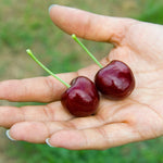 Lapins cherries are dark and very sweet.