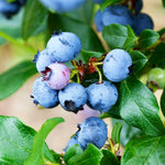 Legacy Blueberry shrubs are a northern highbush variety that ripen late in the season.