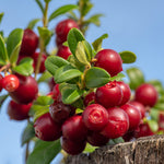 Lingonberry Plant