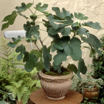 Little Miss Figgy is the best potted fig with a maximum height of just 6 feet.