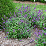 Lo and Behold® Blue Chip Jr. Butterfly Bush