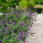 Lo and Behold® Blue Chip Jr. Butterfly Bush