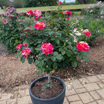 Maurice Utrillo™ Rose Tree