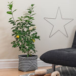 The Meyer Lemon bush form has lower branches for a more lush look.
