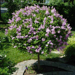 This is the Miss Kim Lilac Tree once it reaches maturity.
