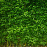 Multi-plex bamboo is a densely clumping bamboo that is great for hedges.