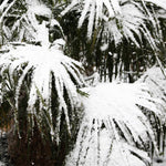 Needle Palm is cold tolerant down through zone 7.