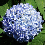 Nikko Blue Hydrangea Shrub