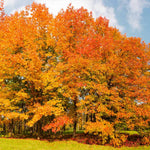 Northern Red Oaks get their fall color after maples, plant both to extend the color season.