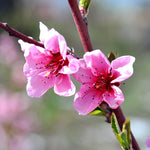Your peach tree will have pink flowers every spring.
