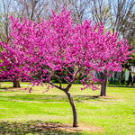 Oklahoma Redbud has pinker blooms than it's eastern cousin.