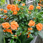 Orange Marmelade Crossandra is a prolific bloomer with a bright orange that never fades.
