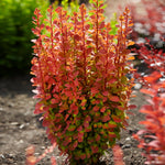 Orange Rocket Barberry starts with bright coral-orange new foliage in spring.