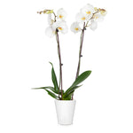 Orchid Plant in White Pot