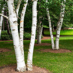 This American Paper Birch has the classic white trunk .