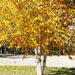 Fall color on Birch Trees is a bright yellow to orange.