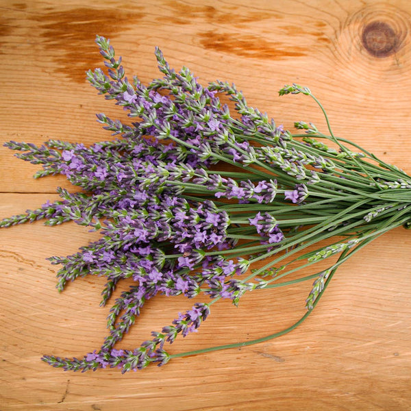 Phenomenal Blue Lavender Herb - Live Plant - Gallon Pot